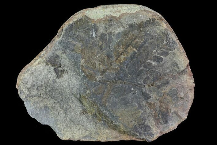Pecopteris Fern Fossil (Pos/Neg) - Mazon Creek #72377